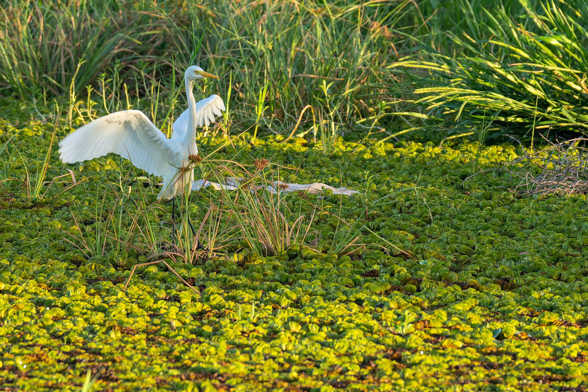 Kakadu National Park - Bootstour im Yellow Water Billabong - Silberreiher modesta